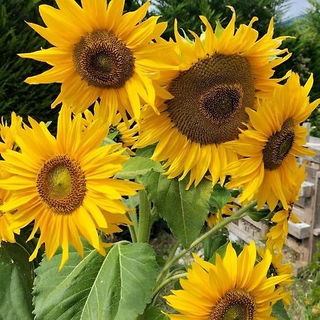 I Girasoli Sanzeno Dış mekan fotoğraf