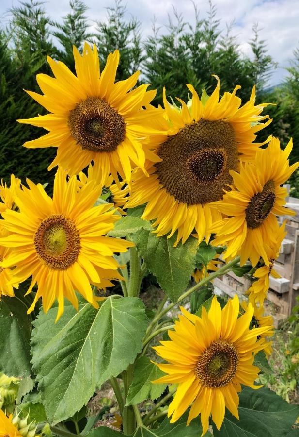 I Girasoli Sanzeno Dış mekan fotoğraf