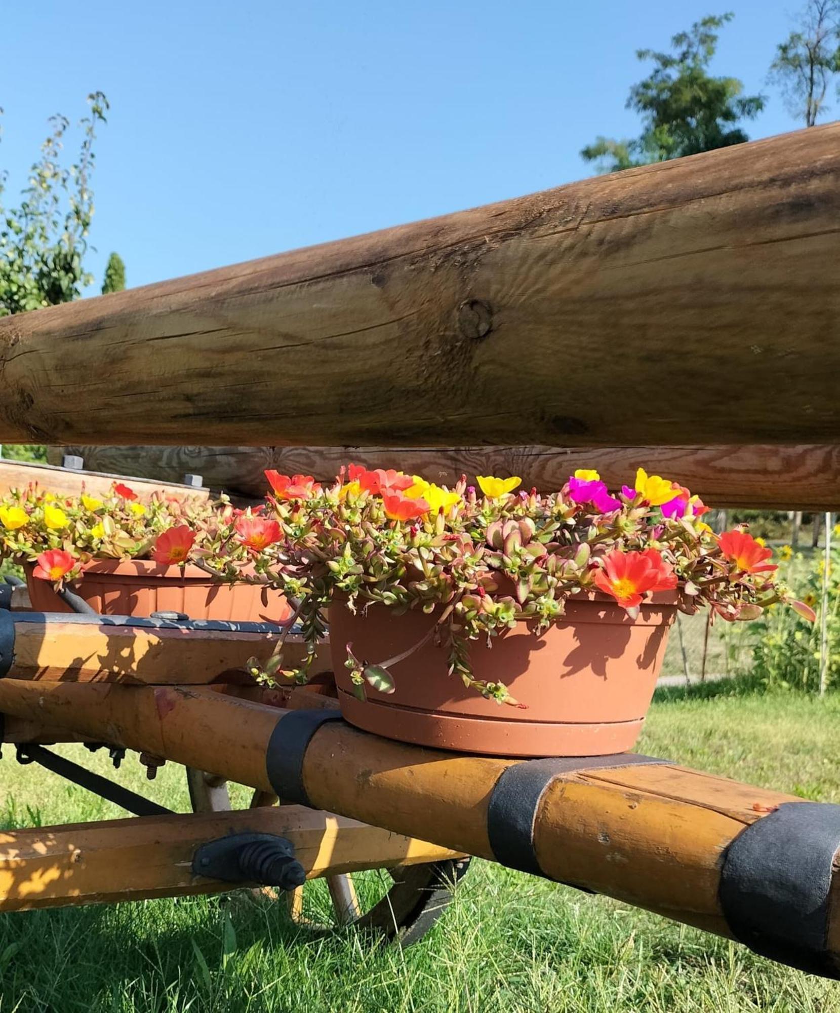 I Girasoli Sanzeno Dış mekan fotoğraf