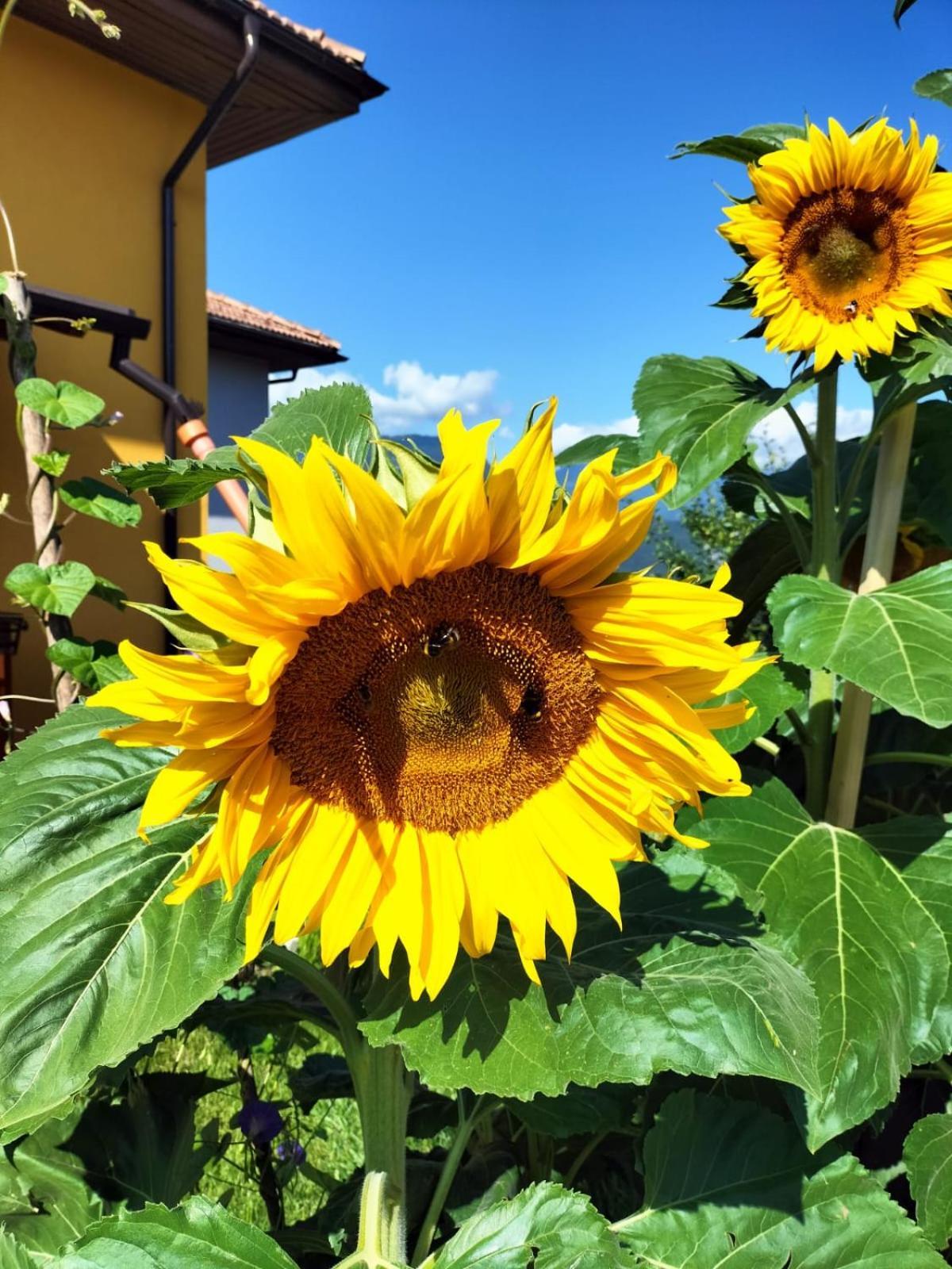 I Girasoli Sanzeno Dış mekan fotoğraf