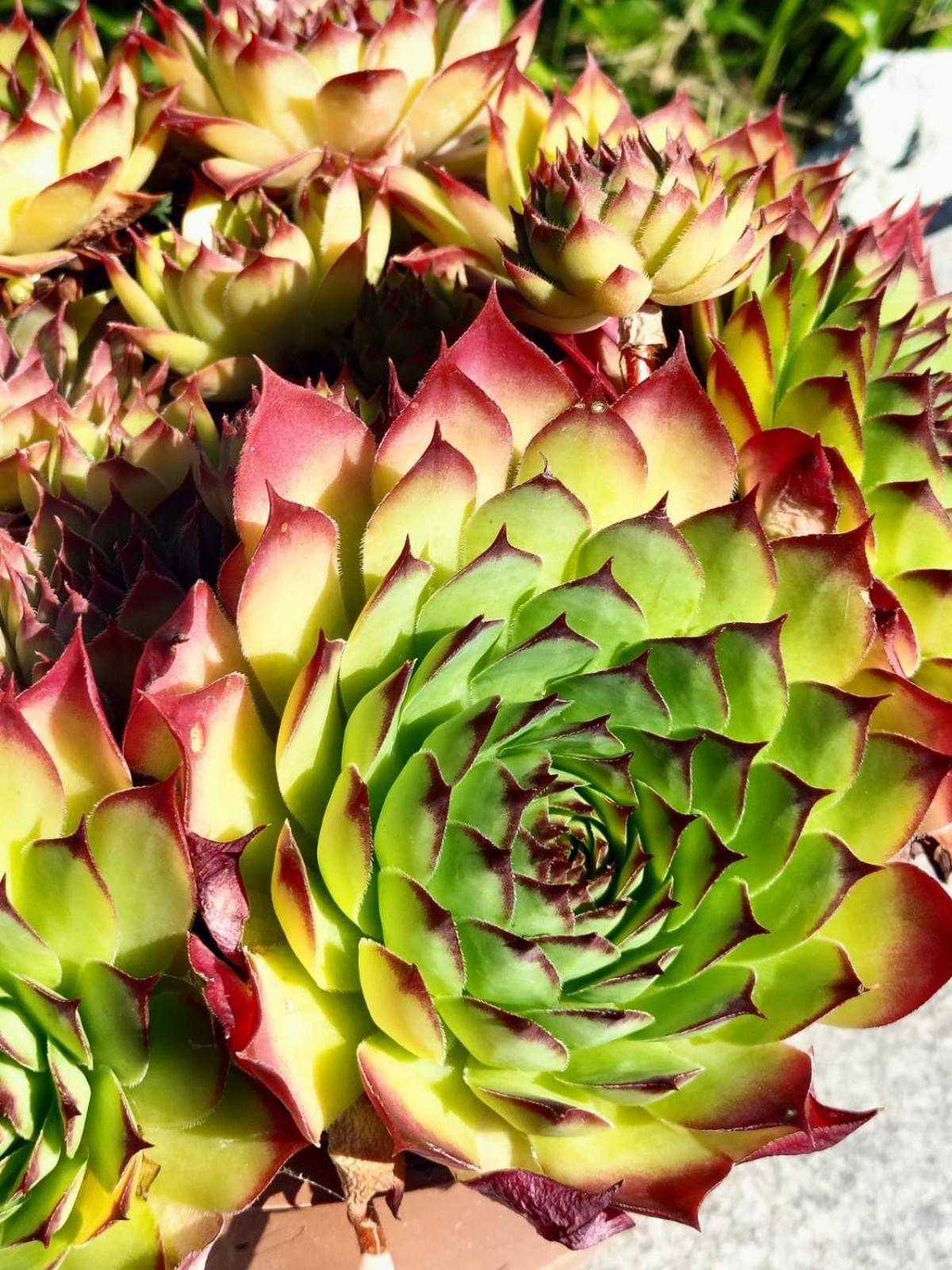 I Girasoli Sanzeno Dış mekan fotoğraf